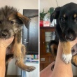 12 tygodniowe szczeniaki szukają domów!  Do adopcji szczeniaki! - ogłoszenia 2592005 | iKrakow.info