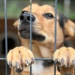 Zefir - młody, przyjazny, wesoły psiak!   - ogłoszenia 2592014 | iKrakow.info