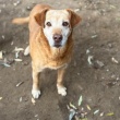 Staś - cudowny psi senior szuka domu!   - ogłoszenia 2593095 | iKrakow.info
