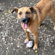 Doniu - wesoły, pełen życia, młody psiak!  - ogłoszenia 2594928 | iKrakow.info